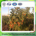 Buy Cheap Goji Berries And Sale